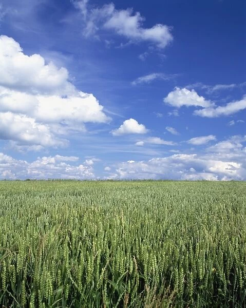 A wheat field and blue sky with white clouds in England, United Kingdom, Europe