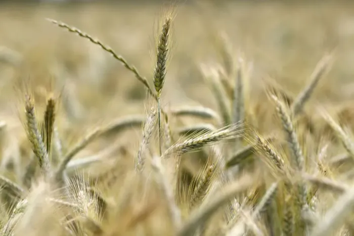 Framed Print : Wheat field, cultivated plants and agriculture, Yonne, France, Europe Framed Print : Wheat field, cultivated plants and agriculture, Yonne, France, Europe