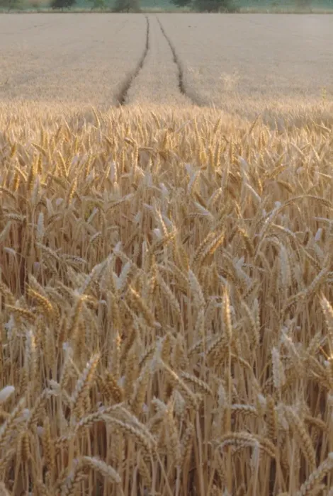 Framed Print : Wheat field in the Dordogne, Aquitaine, France, Europe Framed Print : Wheat field in the Dordogne, Aquitaine, France, Europe
