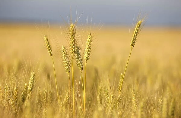 Wheat field, Eure, France, Europe