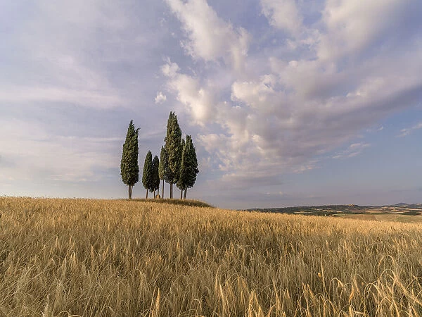 Wheat field with a group of cypress trees in the middle, Val d Orcia, Tuscany, Italy