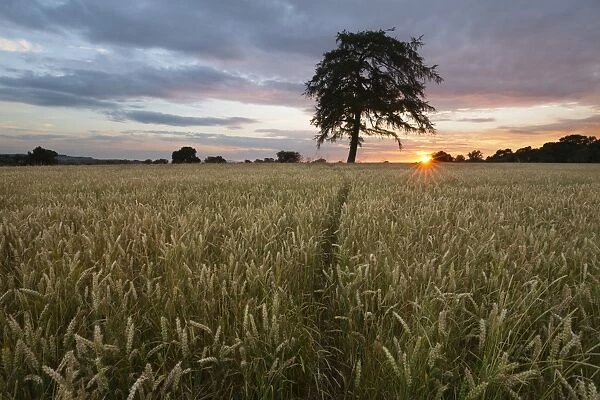 Wheat field and pine tree at sunset, near Chipping Campden, Cotswolds, Gloucestershire