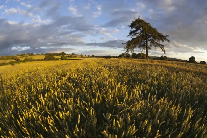 Framed Print : Wheat field and pine tree at sunset, near Chipping Campden, Cotswolds, Gloucestershire Framed Print : Wheat field and pine tree at sunset, near Chipping Campden, Cotswolds, Gloucestershire