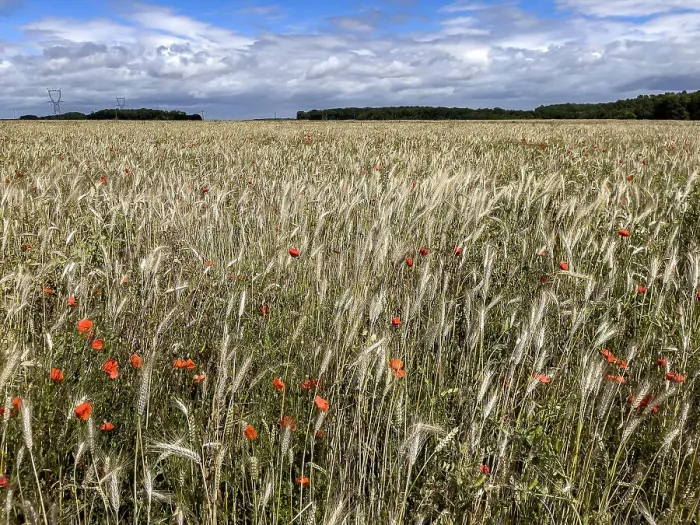 Framed Print : Wheat field with poppies in Eure, Normandy, France, Europe Framed Print : Wheat field with poppies in Eure, Normandy, France, Europe