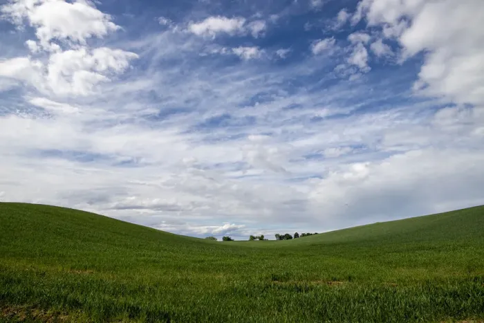 Framed Print : Wheat field in spring near Novara, Novara, Piedmont, Italy, Europe Framed Print : Wheat field in spring near Novara, Novara, Piedmont, Italy, Europe