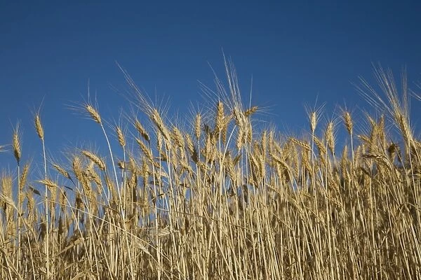Wheat, Provence, France, Europe