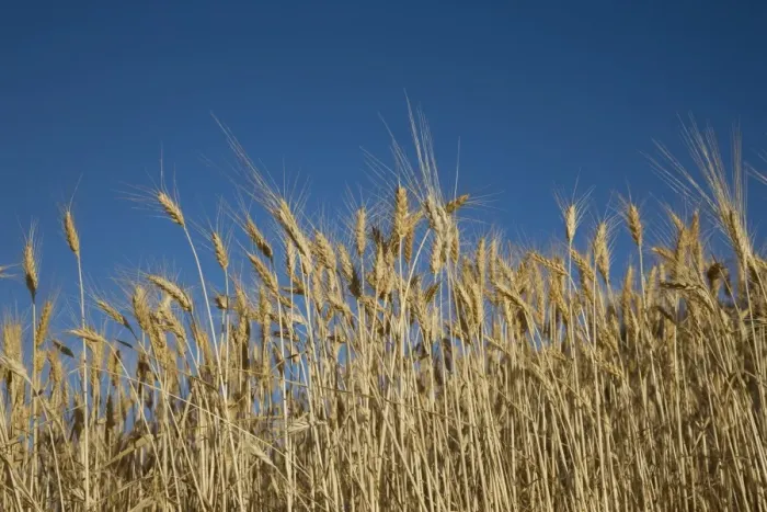 Framed Print : Wheat, Provence, France, Europe Framed Print : Wheat, Provence, France, Europe
