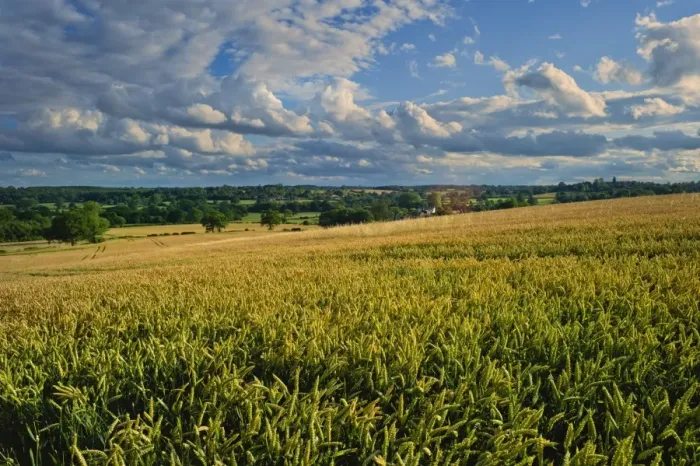 Framed Print : Wheatfield, Warwickshire, England, United Kingdom, Europe Framed Print : Wheatfield, Warwickshire, England, United Kingdom, Europe