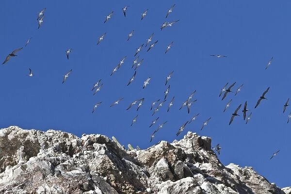 Wheeling birds, Isla San Pedro Martir, Gulf of California (Sea of Cortez), Baja California, Mexico, North America