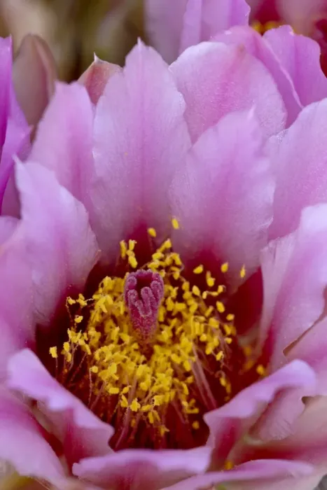 Framed Print : Whipples fishhook (Sclerocactus whipplei) bloom, The Needles District Framed Print : Whipples fishhook (Sclerocactus whipplei) bloom, The Needles District