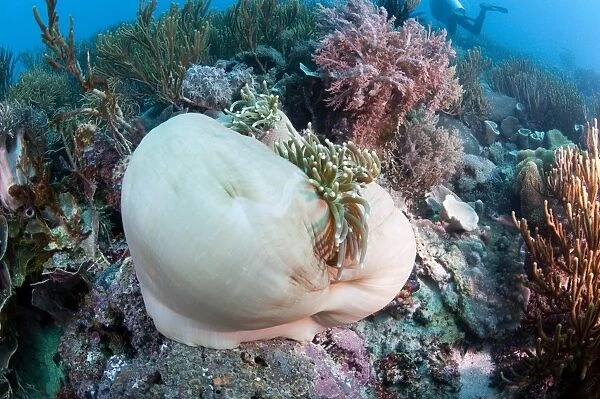 White anemone mantle, Komodo, Indonesia, Southeast Asia, Asia