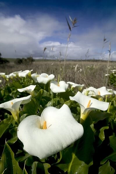 White arum lily, Araceae, Great Ocean Road, Victoria, Australia, Pacific