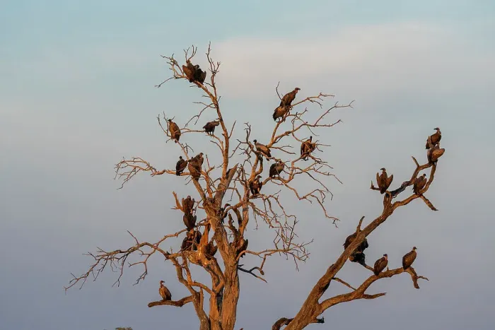 Framed Print : White-backed vultures (Gyps africanus) perching on a tree top, Savuti, Chobe National Park, Botswana, Africa