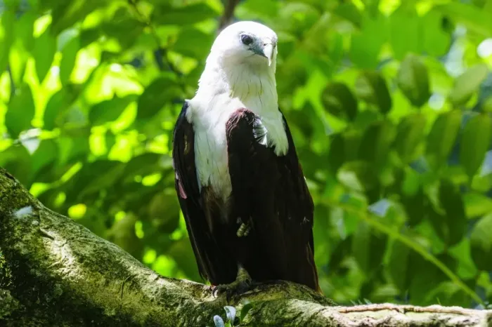Framed Print : White-bellied sea eagle (Haliaeetus leucogaster), Davao, Mindanao, Philippines, Southeast Asia, Asia Framed Print : White-bellied sea eagle (Haliaeetus leucogaster), Davao, Mindanao, Philippines, Southeast Asia, Asia