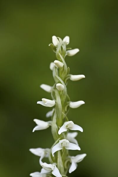 White bog orchid (Habenaria dilatata), Waterton Lakes National Park, Alberta, Canada, North America