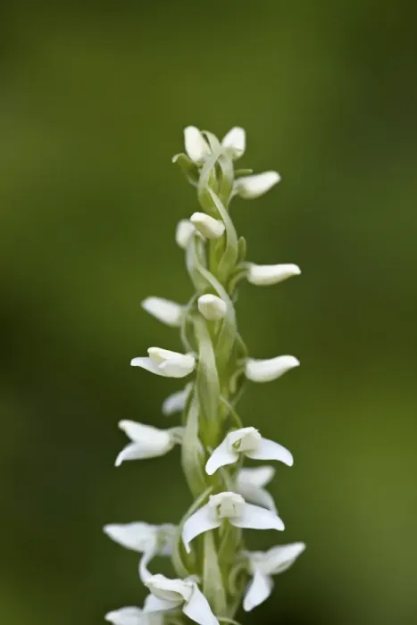Framed Print : White bog orchid (Habenaria dilatata), Waterton Lakes National Park, Alberta, Canada, North America Framed Print : White bog orchid (Habenaria dilatata), Waterton Lakes National Park, Alberta, Canada, North America