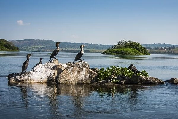 White-breasted cormorants (Phalacrocorax lucidus) sitting on a tree on a little island at the source of the Nile, Jinja, Uganda, East Africa, Africa