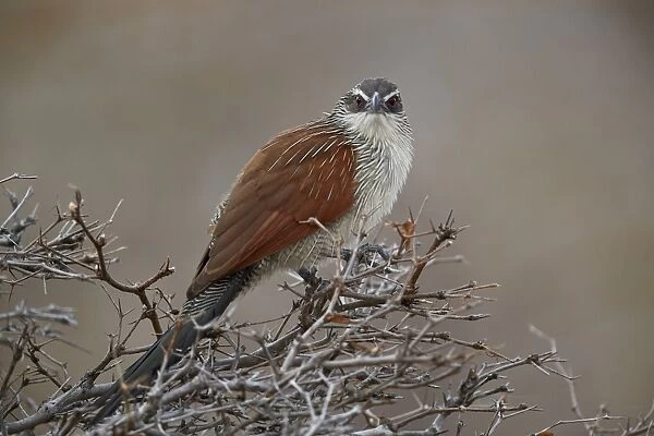 White-browed coucal (Centropus superciliosus), Selous Game Reserve, Tanzania, East Africa