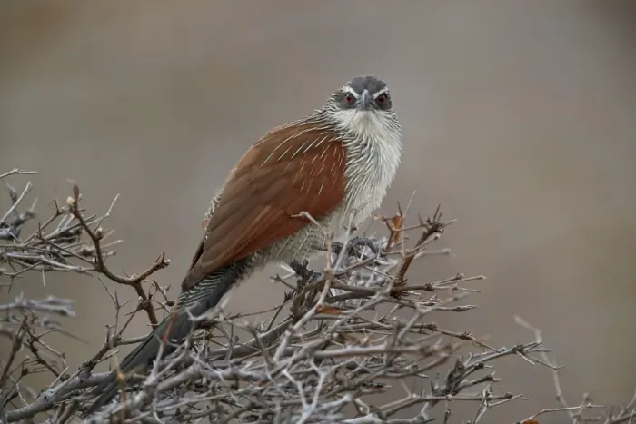 Framed Print : White-browed coucal (Centropus superciliosus), Selous Game Reserve, Tanzania, East Africa Framed Print : White-browed coucal (Centropus superciliosus), Selous Game Reserve, Tanzania, East Africa