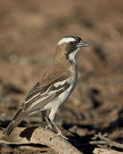 White-browed sparrow-weaver (Plocepasser mahali), Kgalagadi Transfrontier Park, encompassing the former Kalahari Gemsbok National Park, South Africa, Africa