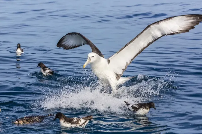 Framed Print : White-capped albatross, Thalassarche steadi, landing at bait bucket off Kaikoura, South Island, New Zealand Framed Print : White-capped albatross, Thalassarche steadi, landing at bait bucket off Kaikoura, South Island, New Zealand