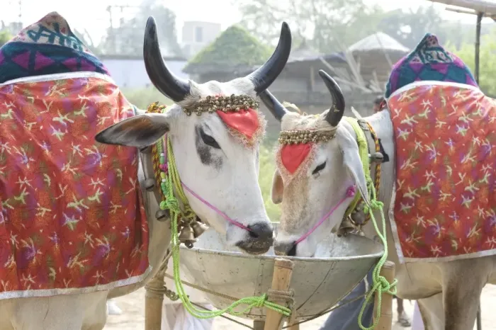 Framed Print : Two white cows, decorated with cloth and bells, for sale at the annual Sonepur Cattle Fair near Patna, Bihar Framed Print : Two white cows, decorated with cloth and bells, for sale at the annual Sonepur Cattle Fair near Patna, Bihar