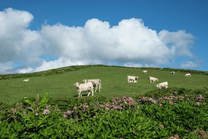 Framed Print : White cows grazing in a green field under a blue sky with white clouds and hydrangea plants in the foreground, Flores island, Azores islands, Portugal, Atlantic, Europe Framed Print : White cows grazing in a green field under a blue sky with white clouds and hydrangea plants in the foreground, Flores island, Azores islands, Portugal, Atlantic, Europe