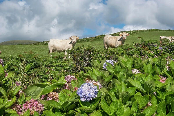 White cows looking at the camera with some hydrangea plants in the foreground, Flores island, Azores islands, Portugal, Atlantic, Europe