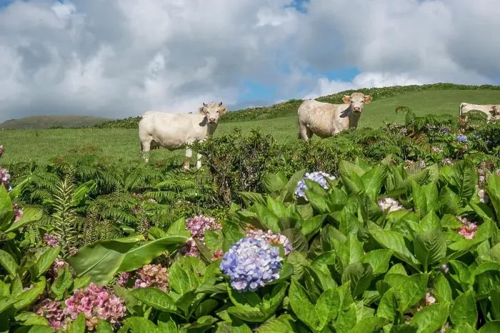 Framed Print : White cows looking at the camera with some hydrangea plants in the foreground, Flores island, Azores islands, Portugal, Atlantic, Europe Framed Print : White cows looking at the camera with some hydrangea plants in the foreground, Flores island, Azores islands, Portugal, Atlantic, Europe