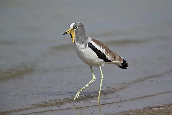 White-crowned lapwing (white-headed lapwing) (white-headed plover) (white-crowned plover)