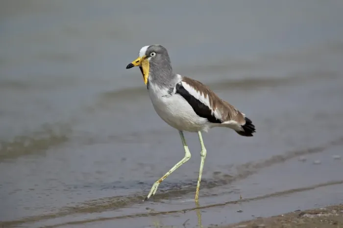 Framed Print : White-crowned lapwing (white-headed lapwing) (white-headed plover) (white-crowned plover) Framed Print : White-crowned lapwing (white-headed lapwing) (white-headed plover) (white-crowned plover)