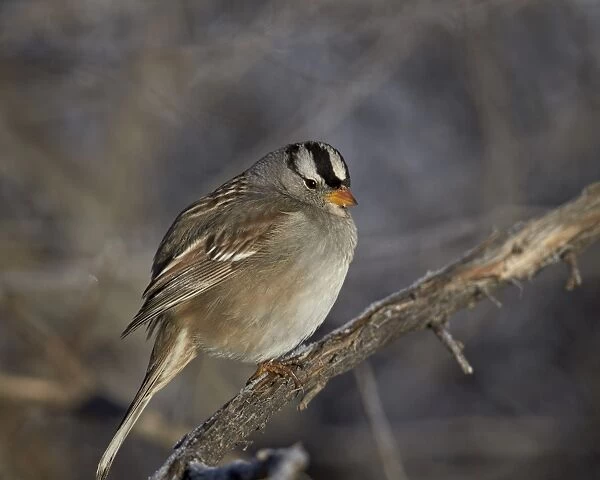 White-crowned sparrow (Zonotrichia leucophrys), Bosque del Apache National Wildlife Refuge