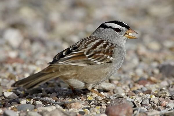 White-crowned Sparrow (Zonotrichia leucophrys), Caballo Lake State Park