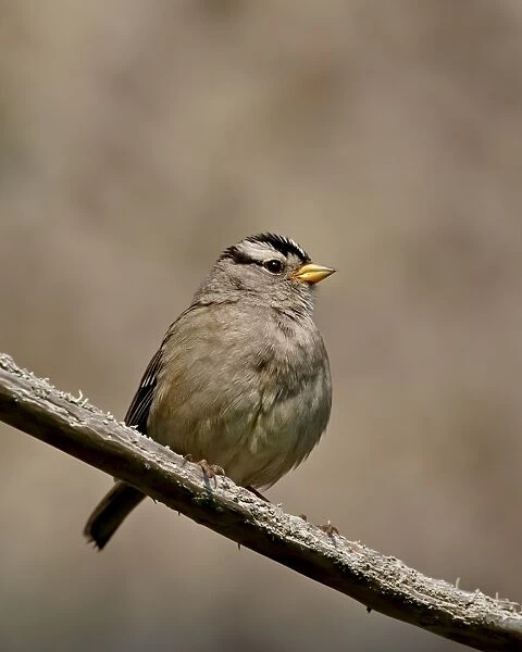 White-crowned sparrow (Zonotrichia leucophrys), Sidney Spit, British Columbia