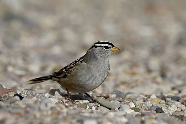 White-crowned sparrow (Zonotrichia leucophrys), Caballo Lake State Park