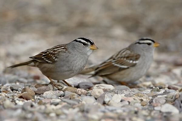Two white-crowned sparrow (Zonotrichia leucophrys), Caballo Lake State Park