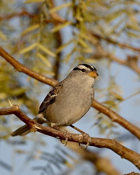 White-crowned sparrow (Zonotrichia leucophrys), City of Rocks State Park