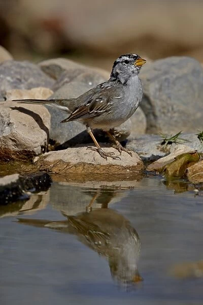 White-crowned sparrow (Zonotrichia leucophrys) reflected in a pond, The Pond