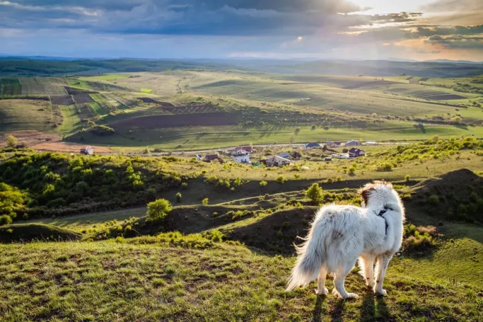 Framed Print : White dog overlooking a small Romanian village in the countryside in summer, Romania Framed Print : White dog overlooking a small Romanian village in the countryside in summer, Romania