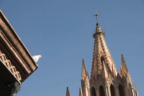 White dove on roof of bandstand in the Jardin Principal with La Parroquia in background