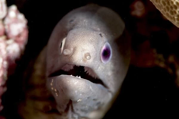 White eyed moray eel (Siderea thysoidea) blind in one eye, Sulawesi, Indonesia, Southeast Asia, Asia