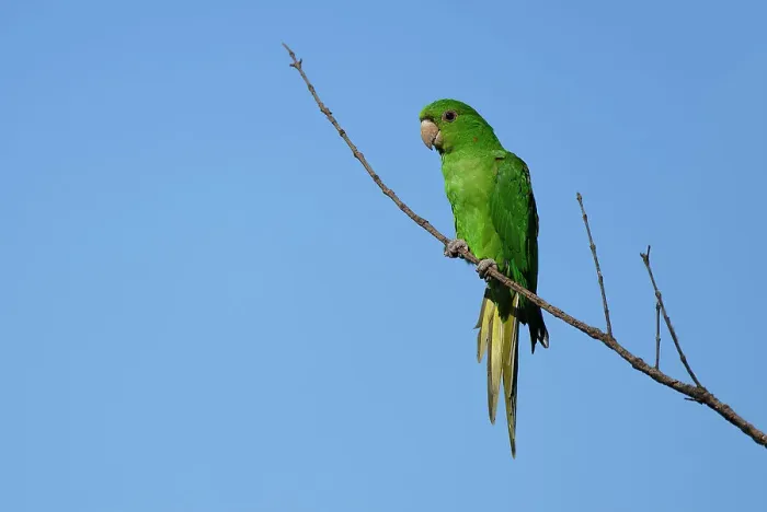 Framed Print : White-eyed Parakeet (Psittacara leucophthalmus) on a branch, Serra da Canastra National Park, Minas Gerais, Brazil, South America Framed Print : White-eyed Parakeet (Psittacara leucophthalmus) on a branch, Serra da Canastra National Park, Minas Gerais, Brazil, South America