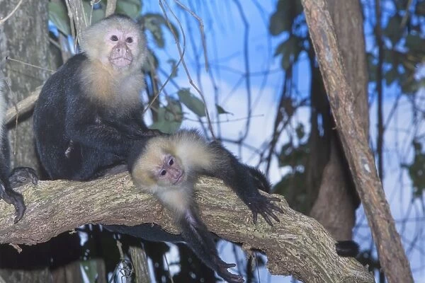 White-faced Capuchin monkey (Cebus capucinos) on tree, Manuel Antonio National Park