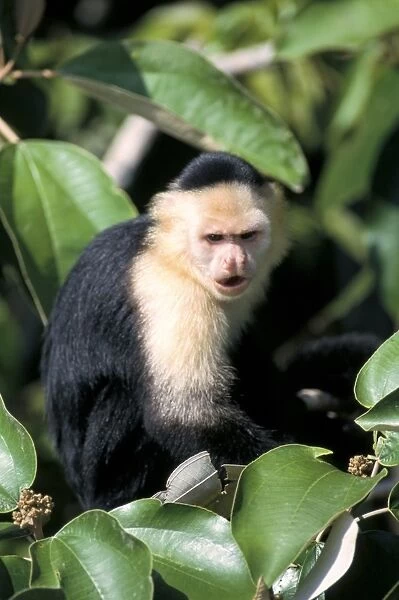 White faced capuchine monkey (Cebus capucinus)