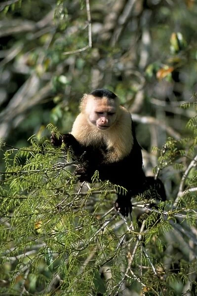 White faced capuchine monkey (Cebus capucinus)