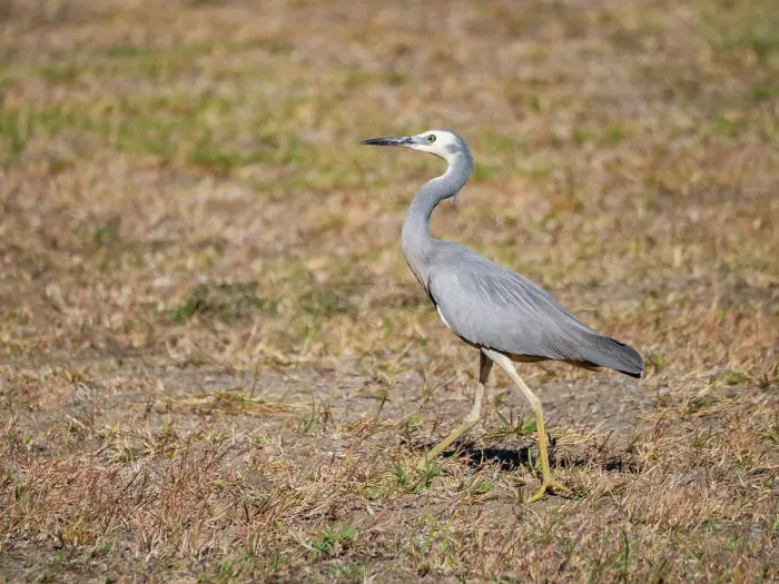 Framed Print : White-faced heron (Egretta novaehollandiae), looking for insects at the Volivoli Resort grounds on Viti Levu, Fiji, South Pacific, Pacific Framed Print : White-faced heron (Egretta novaehollandiae), looking for insects at the Volivoli Resort grounds on Viti Levu, Fiji, South Pacific, Pacific