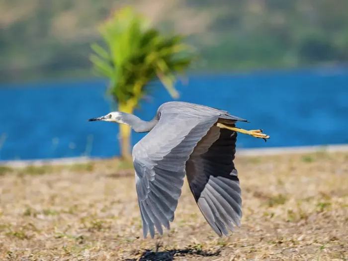 Framed Print : White-faced heron (Egretta novaehollandiae), in flight at the Volivoli Resort grounds on Viti Levu, Fiji, South Pacific, Pacific Framed Print : White-faced heron (Egretta novaehollandiae), in flight at the Volivoli Resort grounds on Viti Levu, Fiji, South Pacific, Pacific