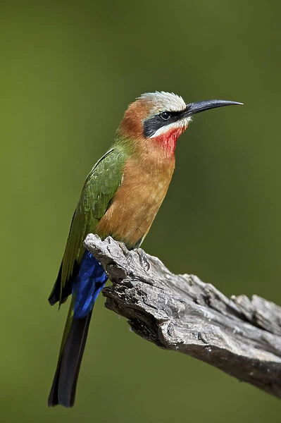 White-fronted Bee-eater (Merops bullockoides), Kruger National Park, South Africa, Africa