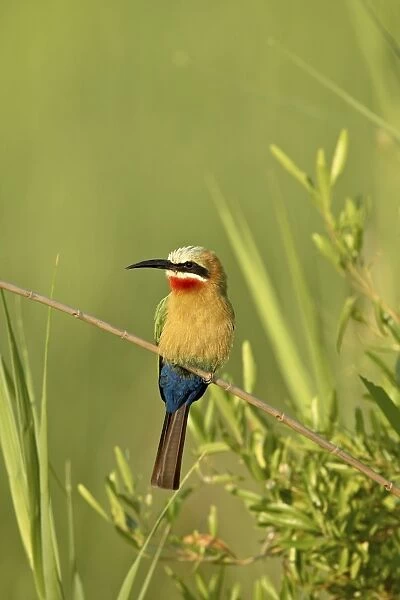 White-fronted bee-eater (Merops bullockoides), Kruger National Park, South Africa, Africa