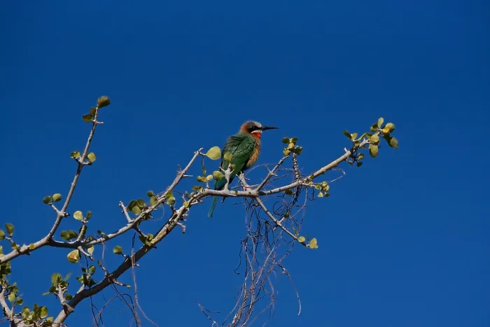 Framed Print : White-fronted Bee Eater, (Merops bullockoides), perching on a branch, blue sky as background, Chobe River, Botswana Framed Print : White-fronted Bee Eater, (Merops bullockoides), perching on a branch, blue sky as background, Chobe River, Botswana